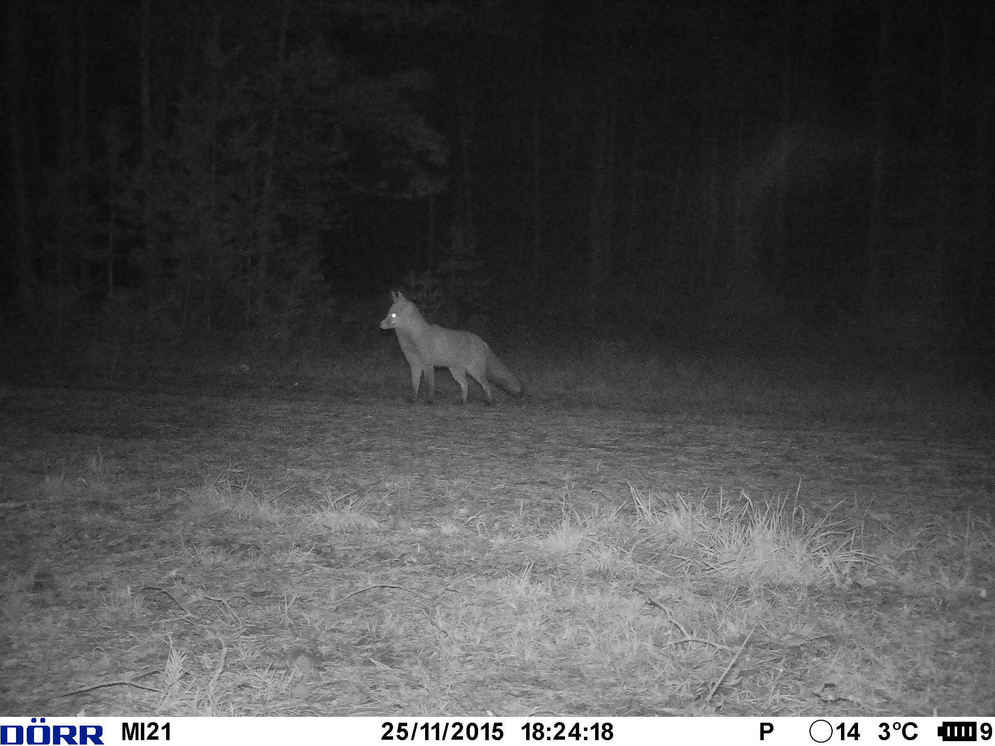 Fuchs aufgenommen mit einer Wildkamera.