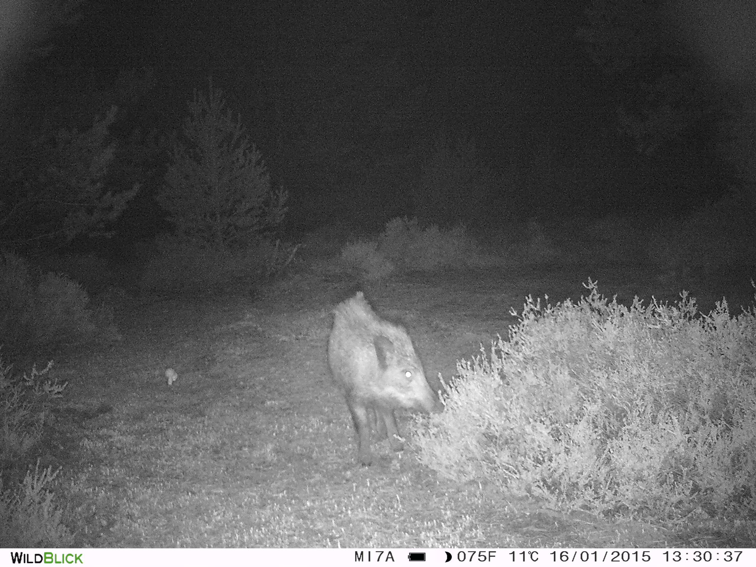 Wildschwein aufgenommen mit einer Wildkamera.