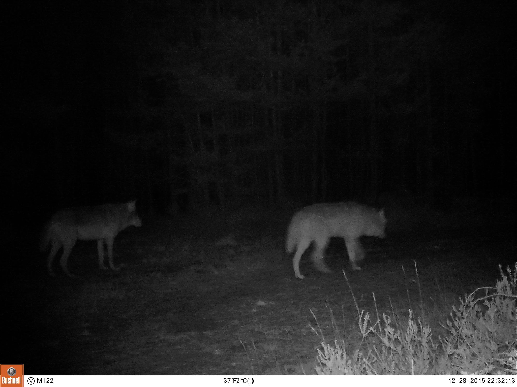 Wölfe aufgenommen mit einer Wildkamera.